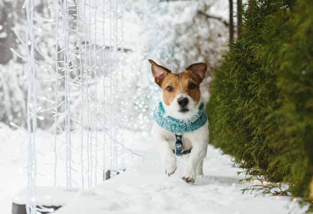 狗狗在后院散步，用LED灯装饰冬季假期的花环图片下载
