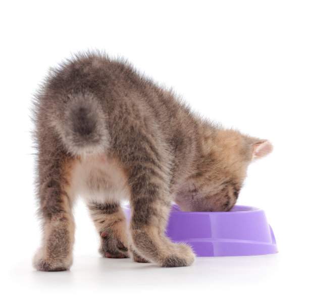 小猫从碗里吃东西。图片下载