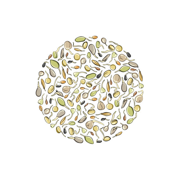 模板和背景的种子生长-载体插图。微型绿色素描和手绘风格。为餐馆、咖啡馆和厨房提供健康健康的素食食品图片下载