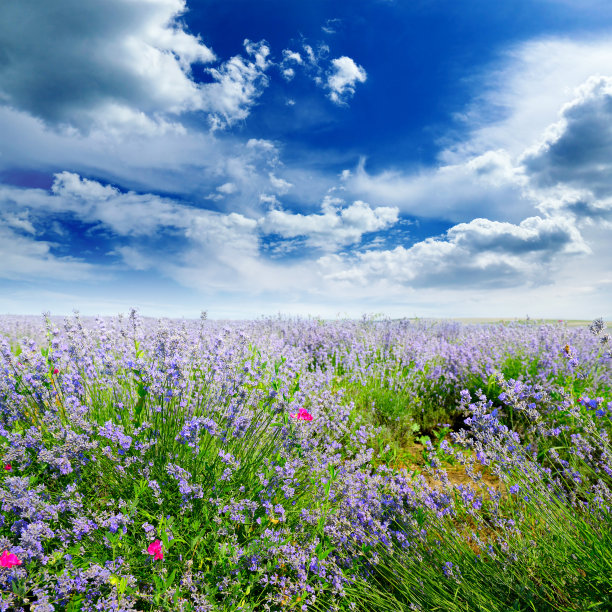 乡村景观与夏季薰衣草田素材图片
