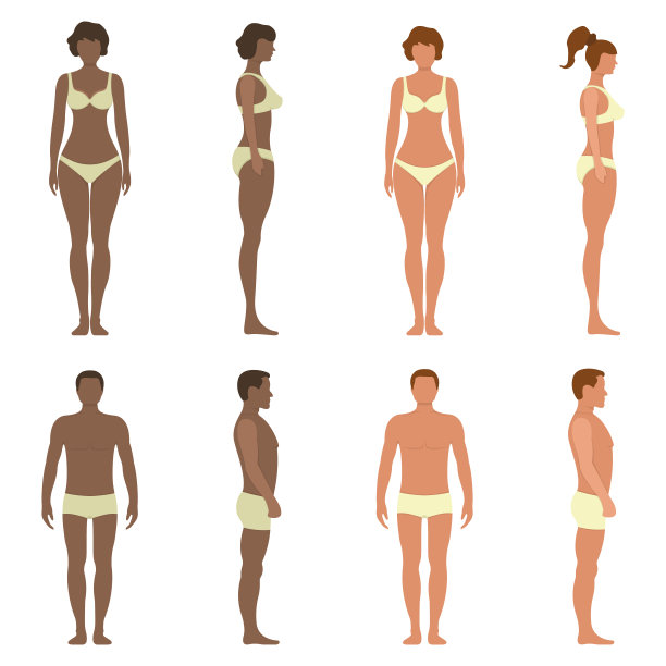 黑白男性解剖女性人物性格，人偶正面和侧面观体剪影，孤立于白色，平面矢量插图。图片下载