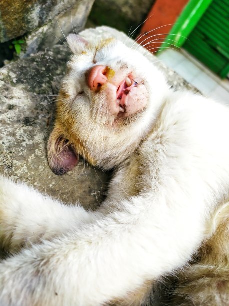 昏昏欲睡的头图片下载