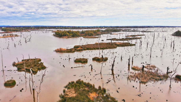 Mulwala湖的许多小岛和枯树图片下载