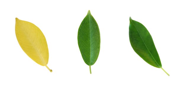 叶孤立集与白色的背景图片下载