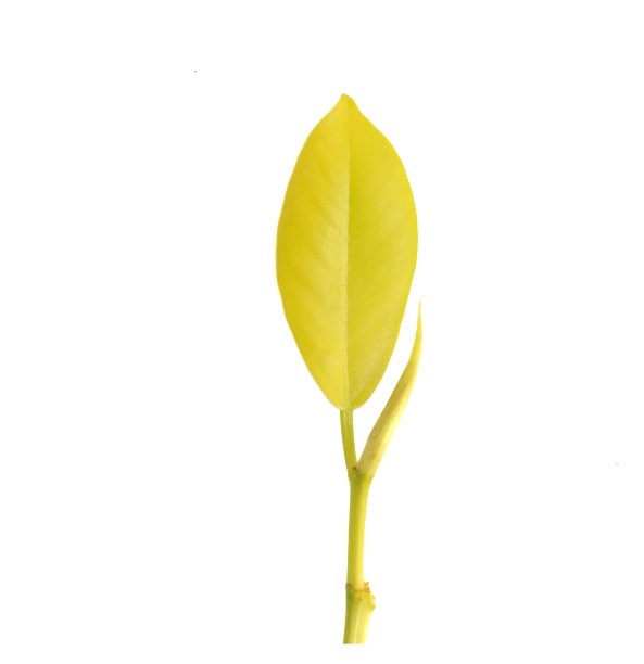 叶孤立与白色背景图片下载