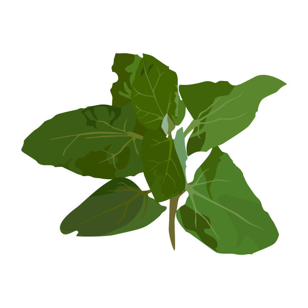 鲜菠菜植株扁平分离图片下载