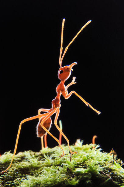 织叶蚁或织叶蚁的巢穴图片下载