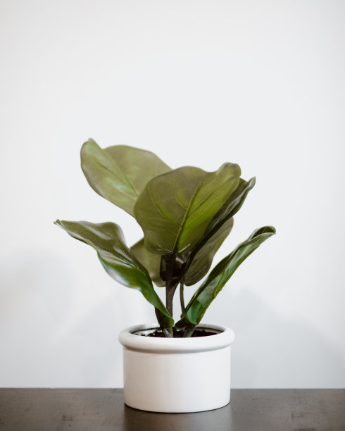 白色陶瓷容器中的盆栽植物坐在深色木质表面上图片下载