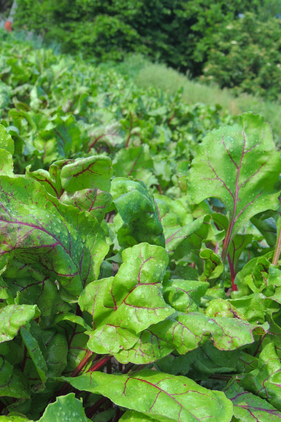 花园里的甜菜图片下载