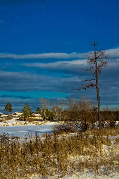 冬天和雪，松树的道路之间的雪和干草。图片下载