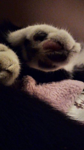 小猫的爪子图片下载