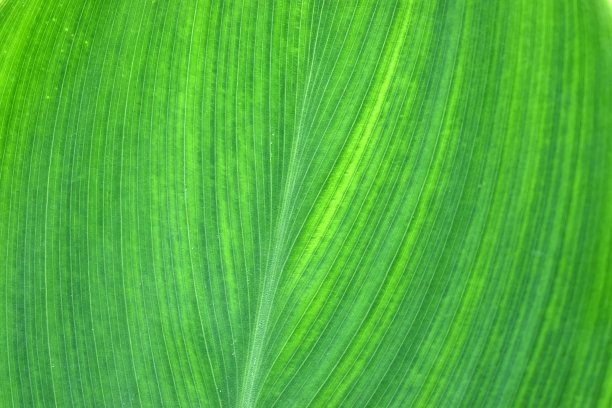 叶结构图片下载