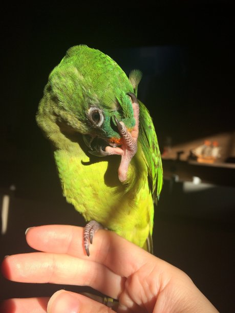 金长尾小鹦鹉图片下载