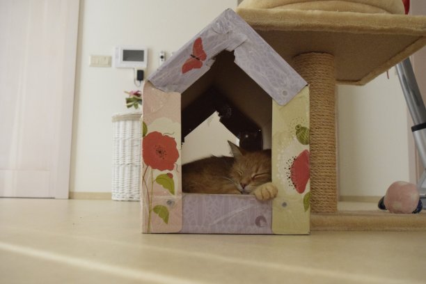 猫藏着财宝图片下载