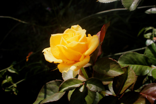 黄玫瑰在阳光下闪闪发光图片下载