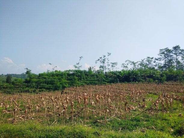 一张正在收割的玉米地的照片图片下载