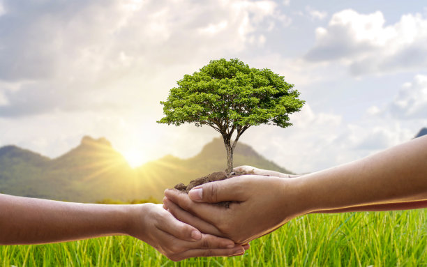 树木在人类手中生长，有助于种苗，保护自然，种树。素材图片