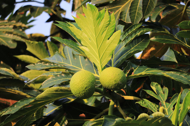 面包果，蔬菜水果图片下载