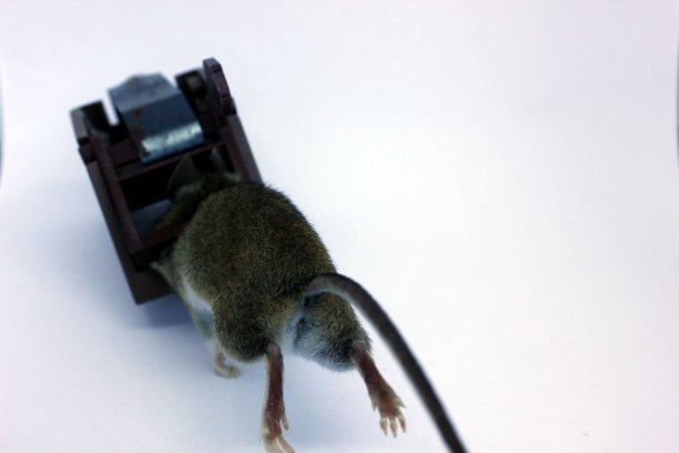 普通的棕色家鼠，用饵夹捉死的。白色背景上的照片仍然坐在陷阱里。图片下载