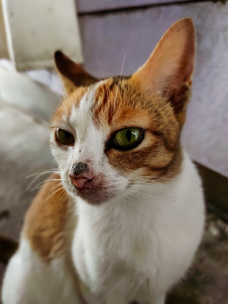 宠物猫图片下载