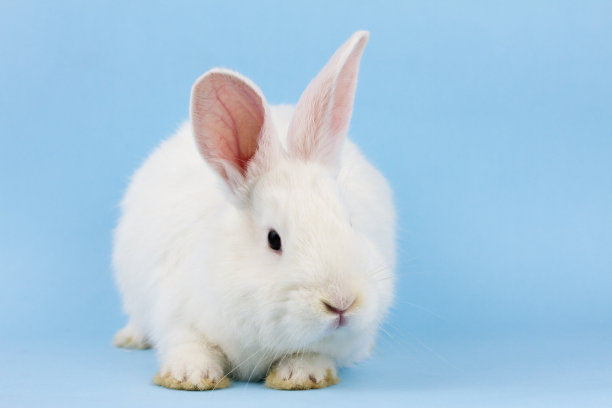 可爱的兔子图片素材ID：386916876