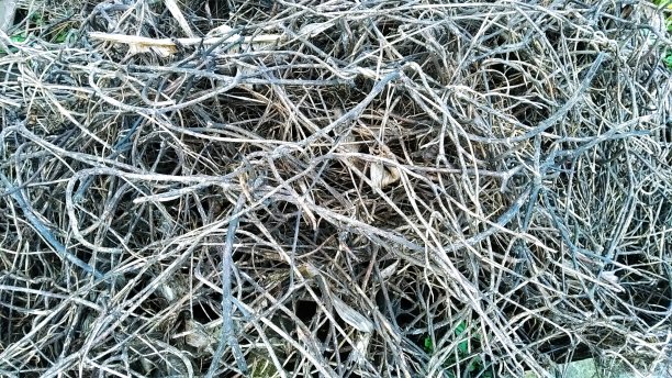 干树枝图片下载