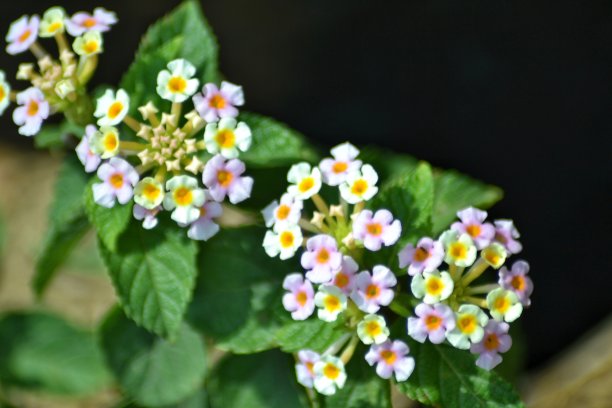 漂亮的小花图片下载