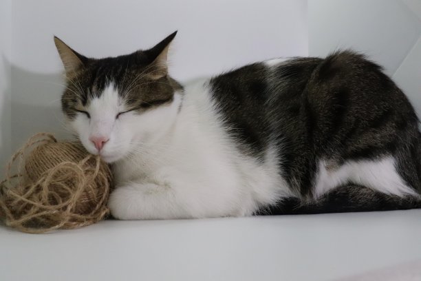 睡着的猫倚在一团绳子上。近距离图片下载