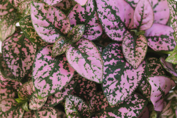 粉红色的植物图片下载