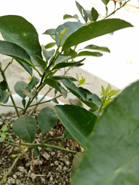 柑橘类的植物图片下载