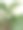 柑橘类的植物图片下载