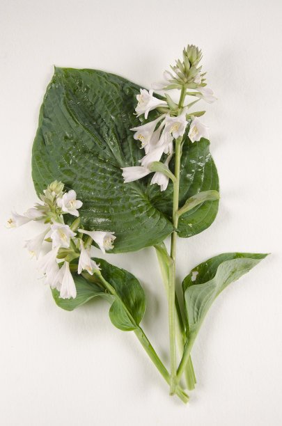 玉簪属草本植物图片下载