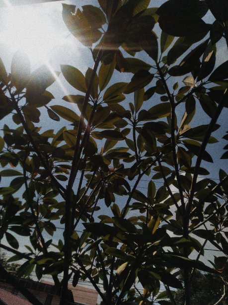 叶子轮廓图片下载