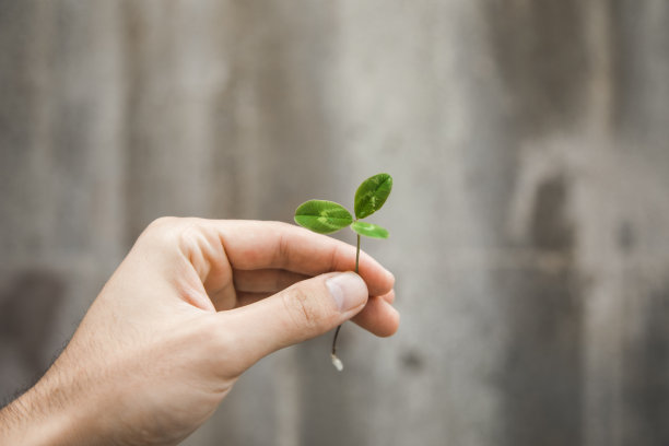 男人拿着植物图片下载