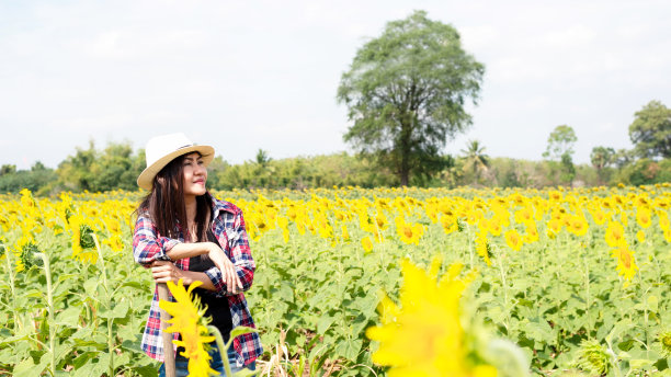 农民妇女在向日葵田里工作。农业和生活方式概念。图片下载