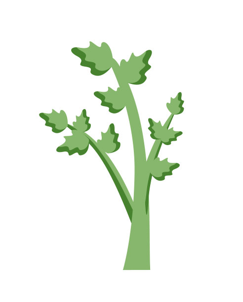 栽培的欧芹植物，多肉的叶子图片下载