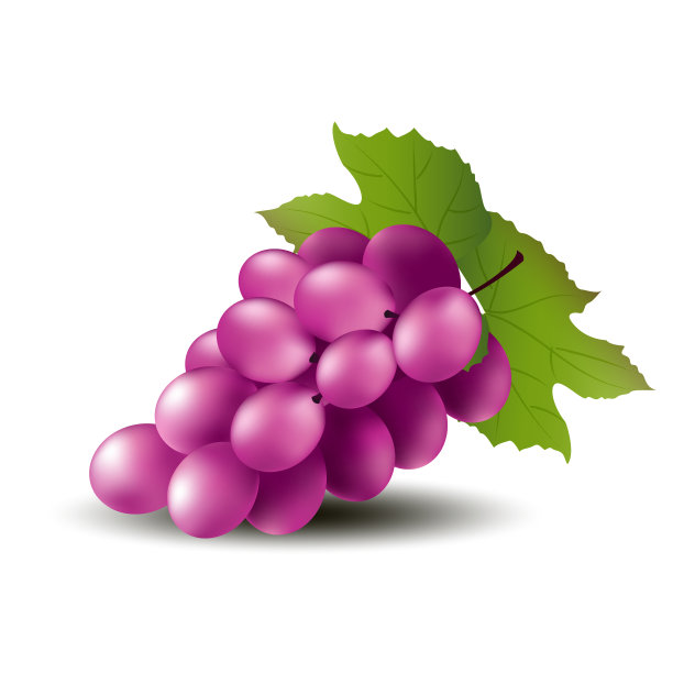绿葡萄上白背景矢量设计EPS10。图片下载