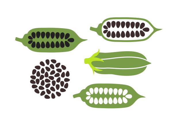 芝麻的标志。孤立的芝麻在白色背景上图片下载