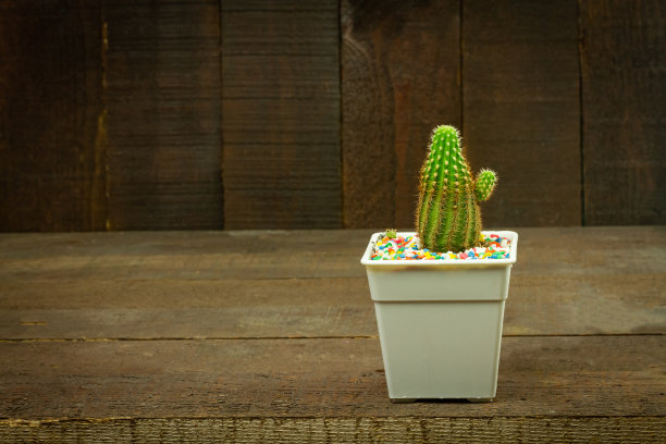 仙人掌图片下载