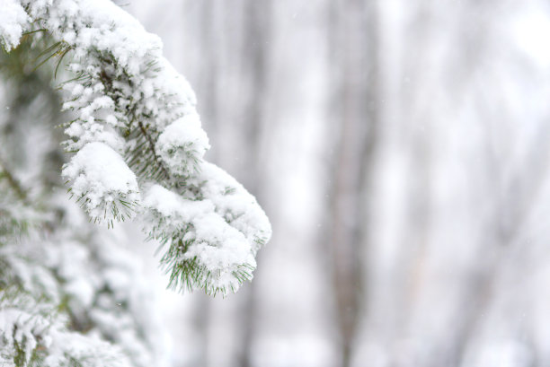 白雪覆盖的树枝在白色的背景上图片下载