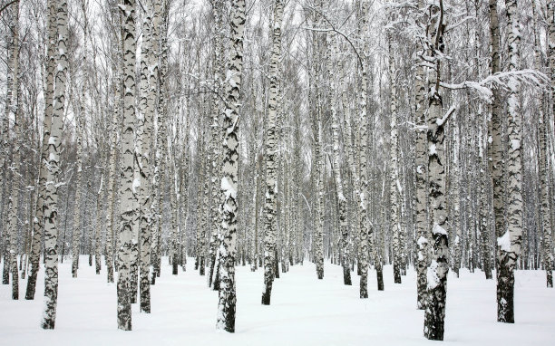 白桦树的树干覆盖在白色的雪堆中，在二月的天气里，黑白相间图片下载