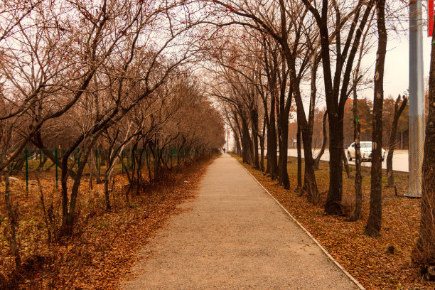 风景如画，秋天的树木沿着小路生长。图片下载