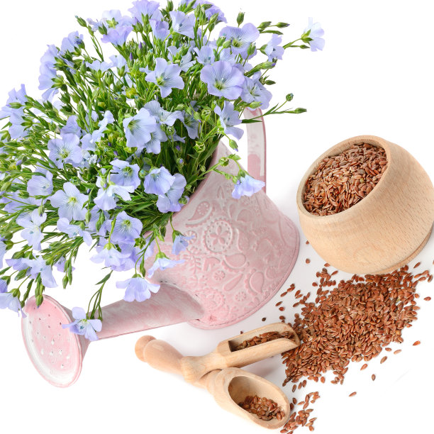 亚麻籽和一束亚麻花在一个装饰的喷壶孤立在白色的背景。图片下载