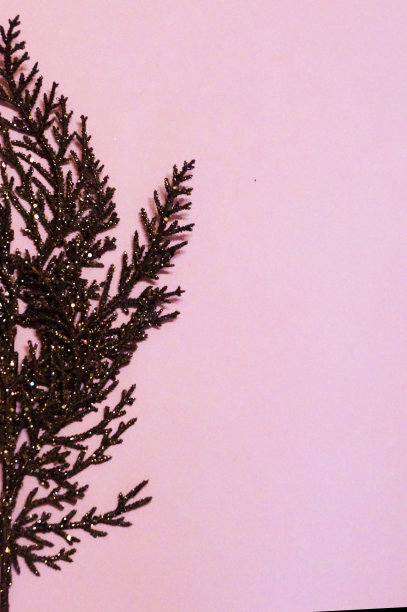 粉红色背景上的棕色镀金树枝作为圣诞空白图片下载