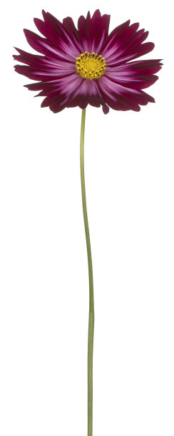 花孤立图片下载