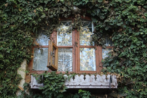 老房子里美丽的窗户上长着绿油油的旋花图片下载