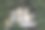 老房子里美丽的窗户上长着绿油油的旋花图片下载
