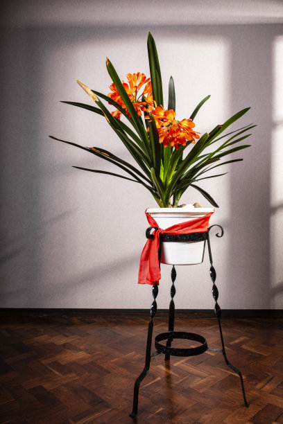 观赏植物图片下载