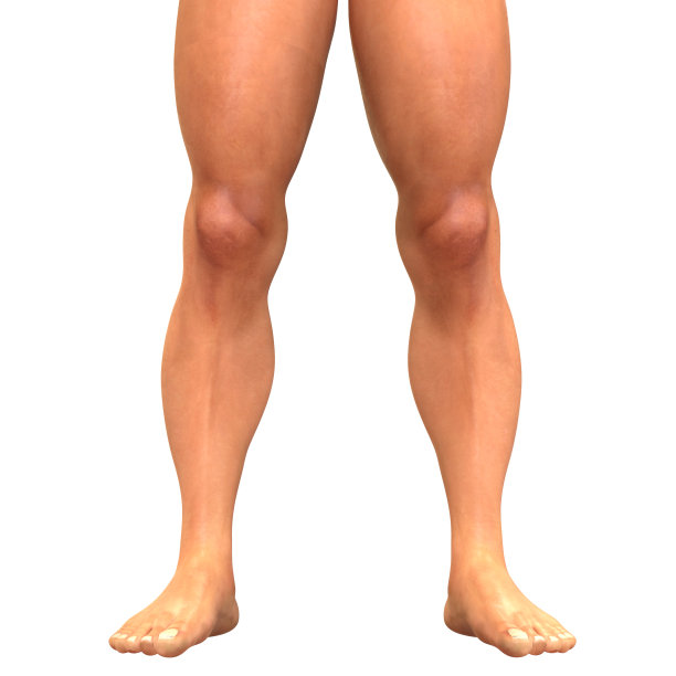 人体肌肉、身体、腿部解剖学图片下载