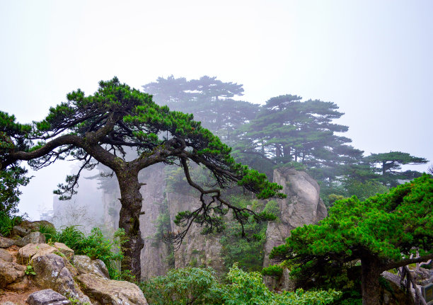 中国安徽省黄山的松树图片下载